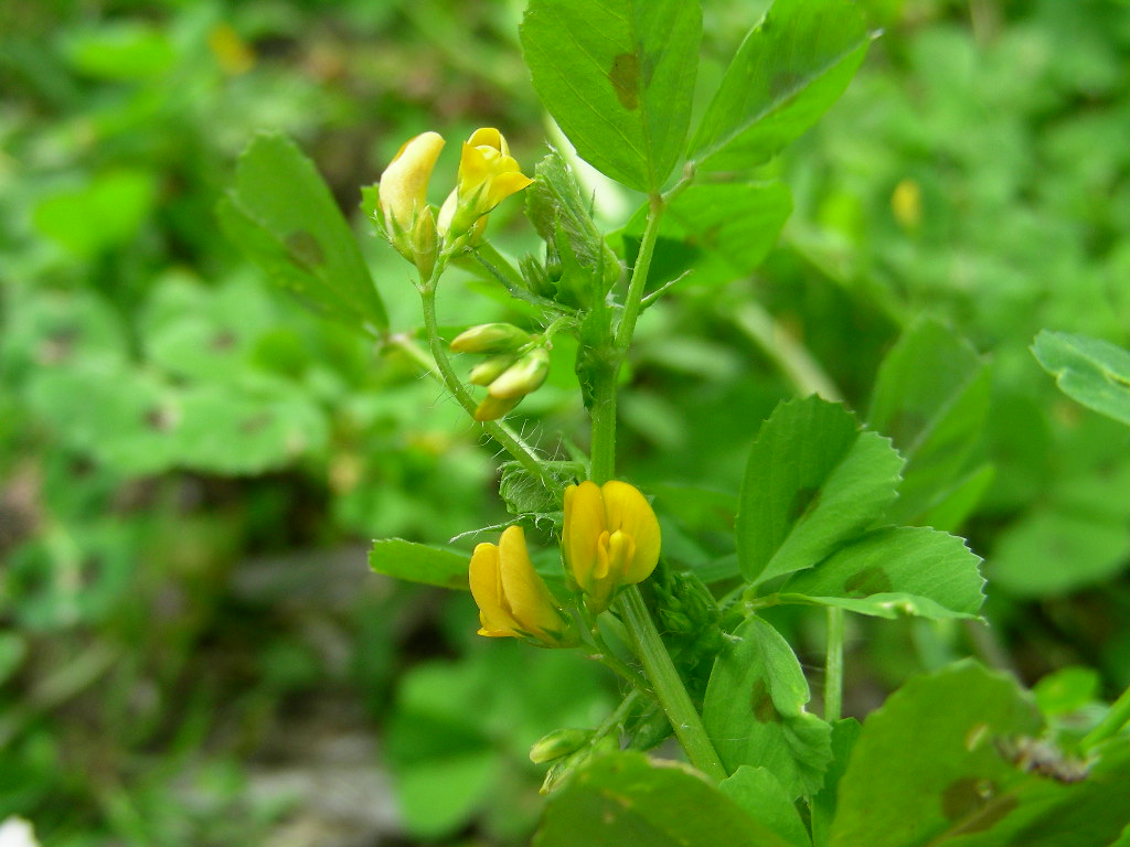 Medicago arabica